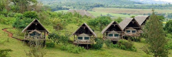 african-lodges-tents-covered-traditional-thatched-roofs-supported-wooden-poles-serve-as-tourists-east-setting-42100245 (1)