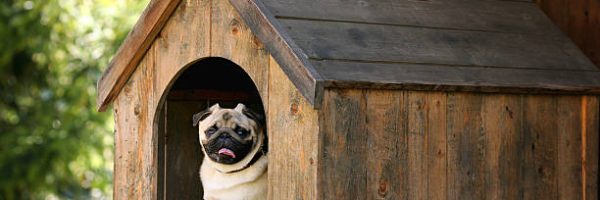 Funny pug dog in the dog house