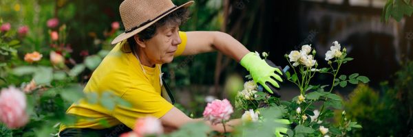 senior-woman-gardener-hat-working-her-yard-trimming-flowers-with-secateurs-concept-gardening-growing-caring-flowers-plants_194143-2171